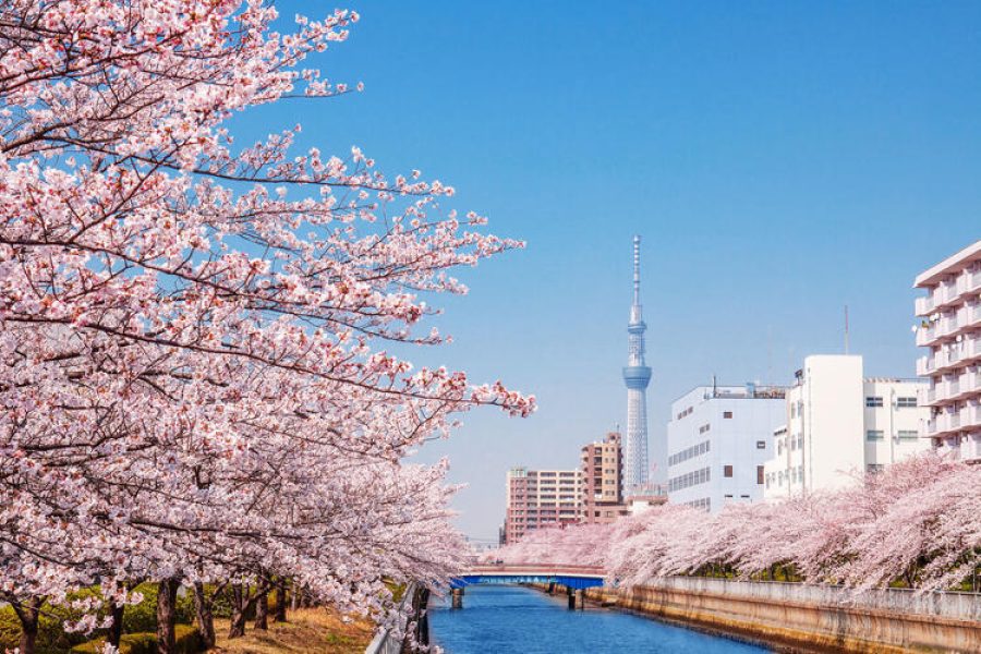 TOUR NHẬT BẢN MÙA HOA ANH ĐÀO 5N4Đ: NARITA – TOKYO – YAMANASHI